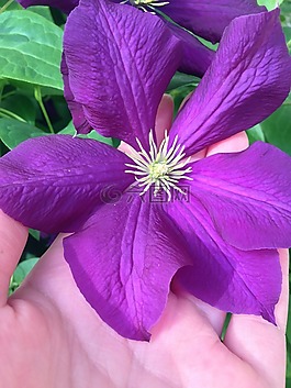 鐵線蓮,花,自然