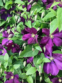 鐵線蓮,花,自然