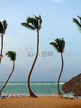棕櫚,樹,海灘