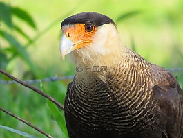 carcará,鳥,獵物