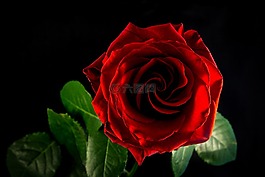 玫瑰,花,開花