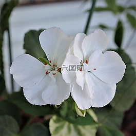 鲜花,白色,植物