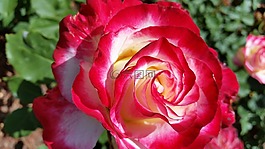 玫瑰,花,紅色