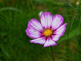 cosmea,宇宙,花多