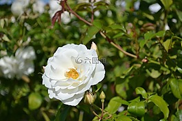 粉色,白,花