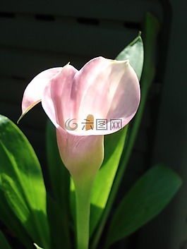 花,性質(zhì),粉紅色