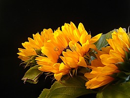 向日葵,季节,夏天
