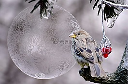 鳥,冬天,漿果