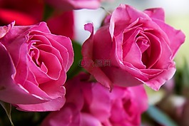 玫瑰,鮮花,粉紅色