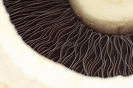蘑菇,食品,白