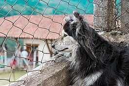 狗,小狗,寵物