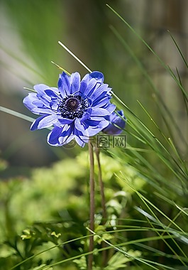 ?？?花,藍(lán)色
