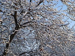 冬天,雪,寒冬