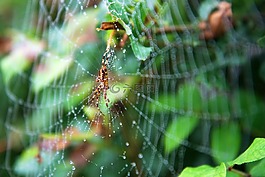 蜘蛛網(wǎng),蜘蛛,web