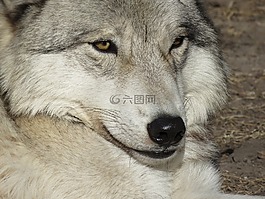 wolfdog,狼,狗