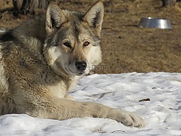 wolfdog,狼,狗