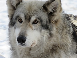 wolfdog,狼,狗