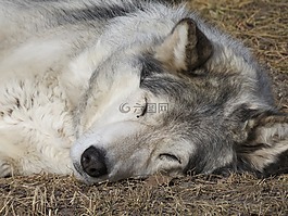 wolfdog,狼,狗
