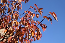 葉,葉子,紅色