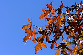 葉,葉子,紅色