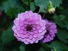 紫色,花,自然