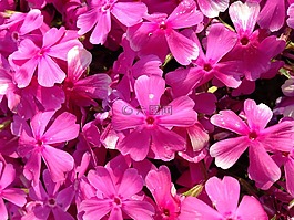 福祿考,花,自然