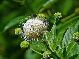 花,野生,白雪球