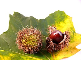 葉,植物區(qū)系,螺母