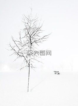 冬天,樹,長凳