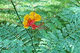 花,橙色,黃色