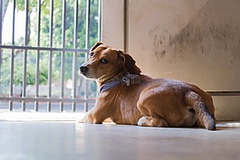 狗,小狗,寵物