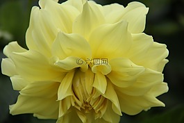 花,黃色,特寫(xiě)