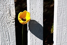 籬笆,花的,花
