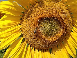 向日葵,蜜蜂,昆蟲