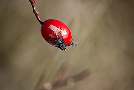 飛,玫瑰果,紅色