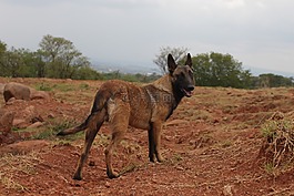 狗,犬,動(dòng)物