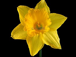 喇叭花,花,植物區(qū)系