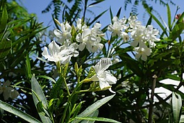 杜鹃,花,布什