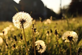 顏色,蒲公英,植物區(qū)系