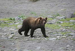 馬熊,捕食者,野獸