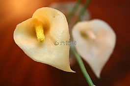 花,花瓣,特寫
