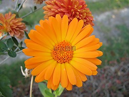 盛開,開花,多彩