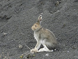 野兔,諾拉,偽裝