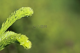 背景,枝杈,特寫