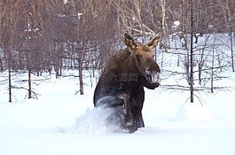 麋鹿,野生動物,獸