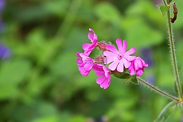 背景,盛開(kāi),開(kāi)花