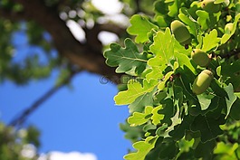 橡子,枝杈,植物區(qū)系