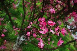 花,自然,桃色