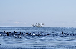 海豹突击队,群,海