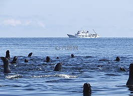海豹突击队,群,海